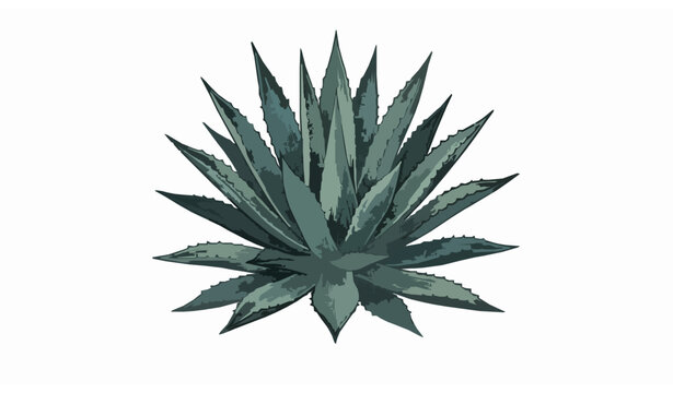 Blue agave engraving vector with spiky leaves botanical illustration for tequila plant design