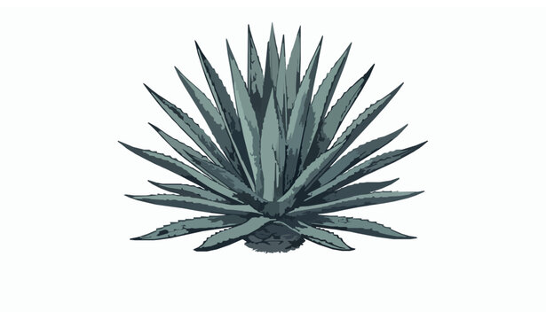 Rustic agave plant engraving vector with textured spiky leaves for tequila label design