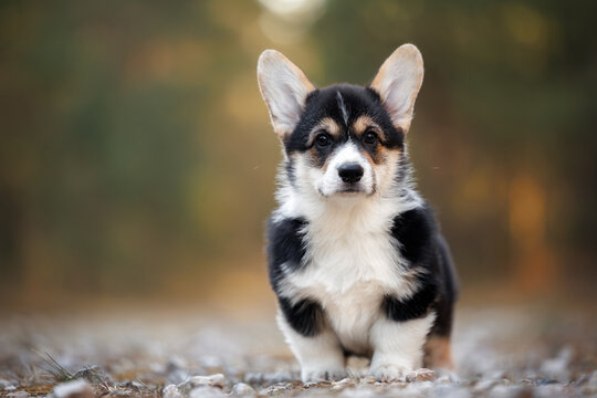 cute tricolor corgi puppy standing outdoors in the forest