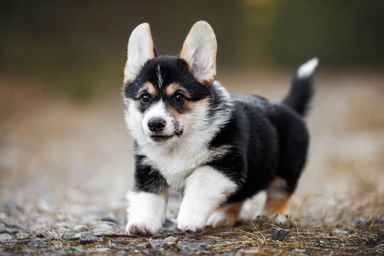 happy welsh corgi puppy running outdoors, close up shot