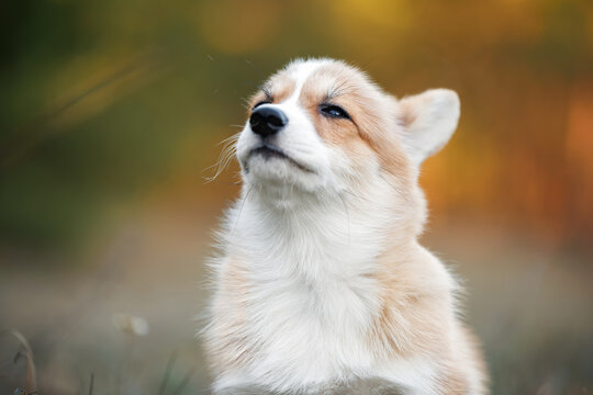 cute welsh corgi puppy portrait outdoors