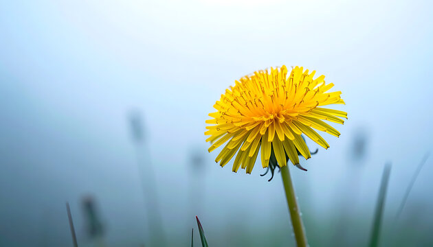 Close up of a single yellow dandelion flower head with dew drops, set against a soft, misty blue background, evoking a sense of spring and nature.