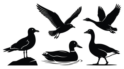 Fototapeta premium Seabird Silhouette Set, Seagull Duck Goose Black Vector Collection, Flying and Swimming Bird Icons