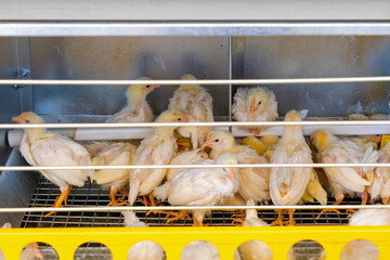 Young birds inside chicken coop farm interior cage © Tatty
