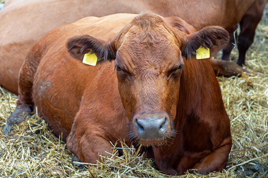 Domesticated brown cow head on dry hay inside rural farm interior