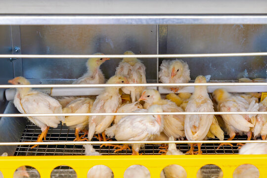 Young birds inside chicken coop farm interior cage