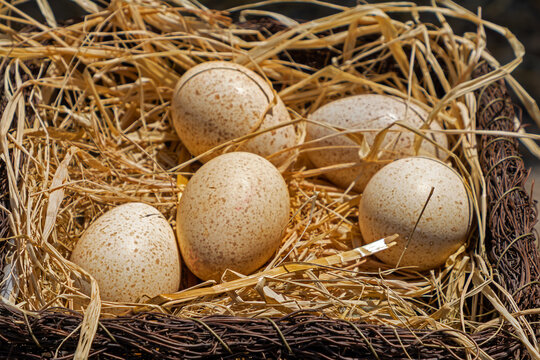 White organic chicken eggs on a hay in countryside farm