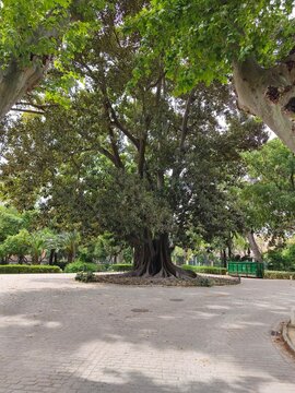 Giant ficus tree in Parque Maria Luisa park, Seville, Spain