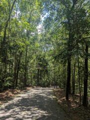 Obraz premium Walking path surrounded by forest trees