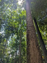 Textured Shorea wood growing tall upwards surrounded by forest trees © Sharoh