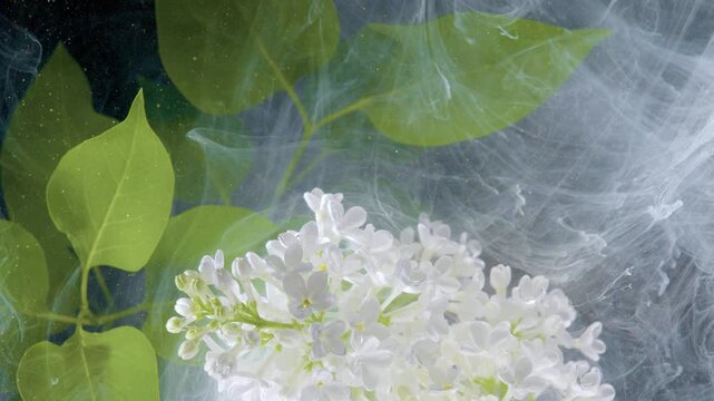 White lilac bloom with swirling mist, botanist studies delicate petals under soft backlight, bright green leaves drifting in vapor, ethereal