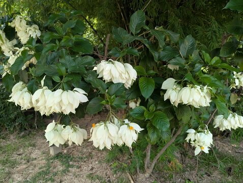 White Mussaenda plant with large droopy white sepal and small yellow flowers(Mussaenda philippica) 