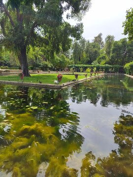 Peaceful pond with ducks and swans in Parque Maria Luisa, Seville, Spain