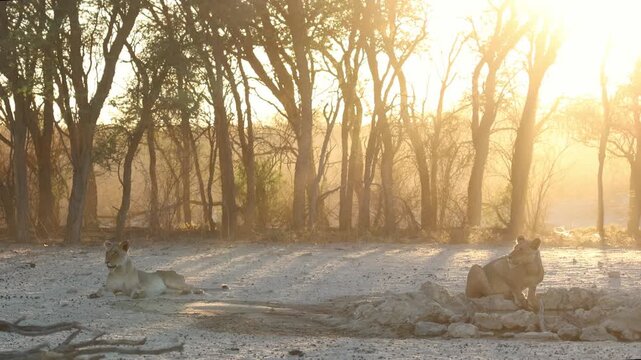 Wide shot of a lioness drinking at a waterhole while a second lioness ins lying in the sand with golden light filtering through the trees in the background, Kgalagadi Transfrontier Park.
