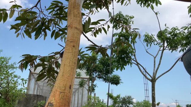 A millennial farmer is meticulously applying a mixture of fungicide and insecticide to the lower trunk of a durian tree using a brush. This essential maintenance practice, known as trunk painting, hel