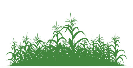 Fototapeta premium Green silhouette representing a maize field. Corn farm illustrated in green vector style. Farming crops.