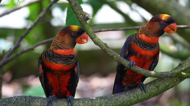 Two Dusky Lory (Pseudeos fuscata) perch on a tree branch amidst lush green foliage; one calls out while the other hops away, close up shot.