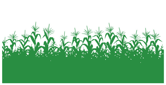 Silhouette of a maize field in green.  Green vector art of a corn farm.  Crop cultivation.