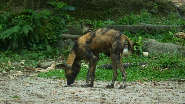 Close up shot of an African painted dog (Lycaon pictus) sniffs around, deposits urine to mark its territory.
