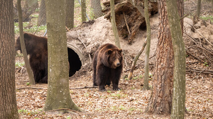 brown bear cub in the forest © Sviatoslav