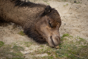 Fototapeta premium silence je dort