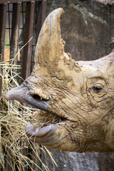 rhino rumine © Adele