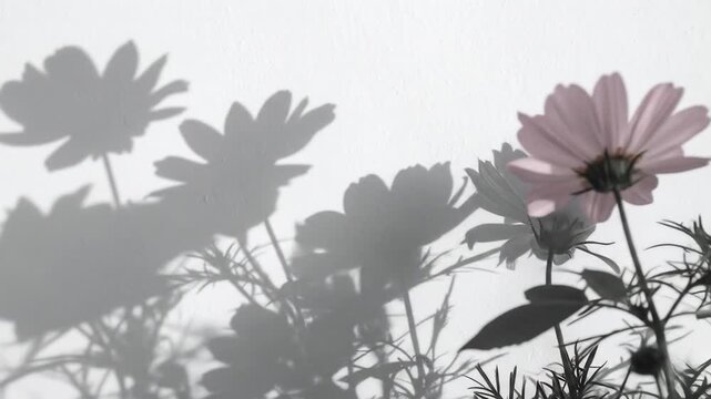 Delicate flower petals cast shadows on a textured wall