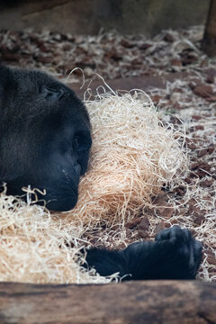 sieste de gorille