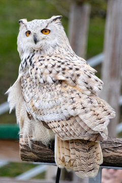 hibou pos&eacute;
