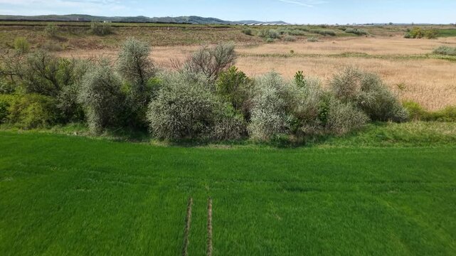 An aerial view shows a vibrant green field with parallel tractor tracks leading toward a dense line of trees.
