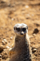 Obraz premium suricate a l'affût