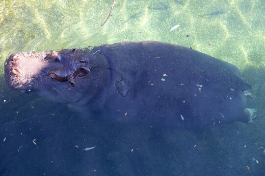 Longueur d'hippopotame