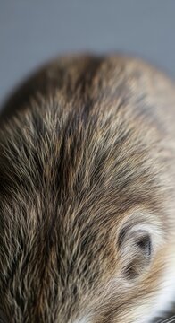 Close-up Texture of Small Mammal Fur