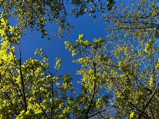 Obraz premium Low Angle View of Fresh Green Tree Leaves Against a Clear Blue Sky