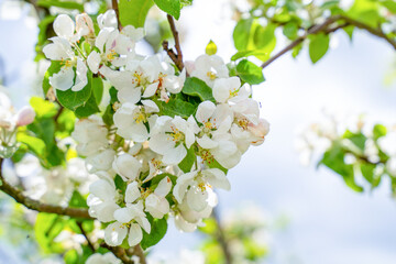 Obraz premium Delicate white apple blossom flower with pink bud on branch against soft blurred blue sky, spring nature botanical beauty concept.