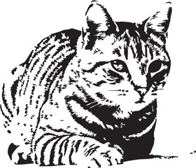 Black and white of a cat whisking its tail whiskers © MDARMAN