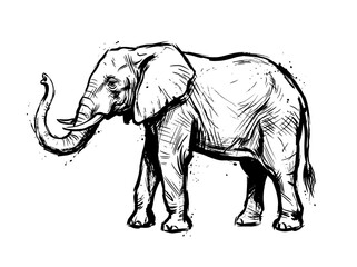Fototapeta premium Elephant standing with raised trunk, minimalist expressive brush line art engraving, isolated on white background