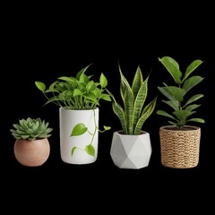 Fototapeta premium Four potted houseplants including a succulent, a pothos, a snake plant, and a fiddle leaf fig arranged in a row against a black background