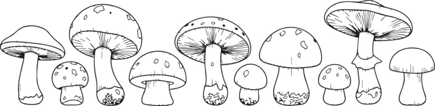 Black and white of cartoon animal heads in profile view cartoon animals line simple shapes