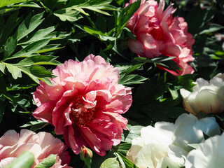 Beautiful peony blooms © Eric CHEN