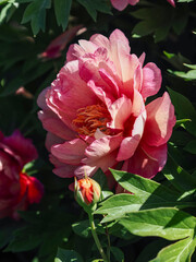 Beautiful peony blooms © Eric CHEN