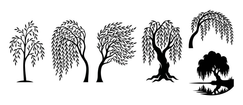 Willow Tree Silhouette Set, Black Vector Icons of Weeping Willows in Various Shapes and Styles, Isolated Nature Graphic Elements for Landscape Design, Logo Symbols and Botany Illustration Collection