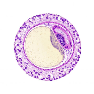 Microscopic cross section of a mammalian ovarian follicle showing the oocyte, zona pellucida, and surrounding granulosa cells, stained purple