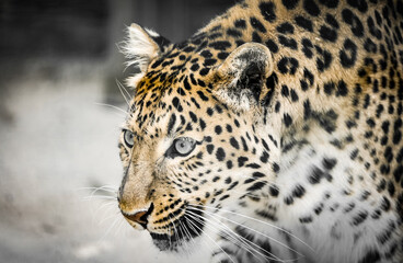 Naklejka premium Portrait of a leopard. Animal in close-up. 