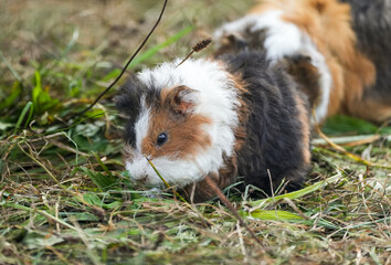 Fototapeta premium Portrait of a guinea pig with multicolored fur. Close-up of the animal. 