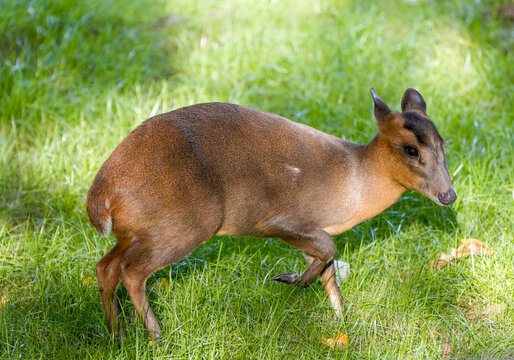 Portrait of a muntjac in a meadow. Close-up of an animal with brown fur. Muntiacus.
