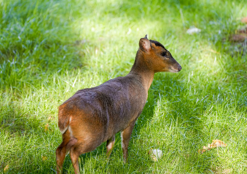 Portrait of a muntjac in a meadow. Close-up of an animal with brown fur. Muntiacus.
