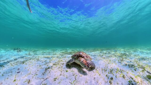A woman in a bikini snorkeling with a sea turtle in the clear waters of Malcapuya Island. Summer beach vacation in Coron, Palawan, Philippines. Spectacular dreamy white beach. Popular Coron Island