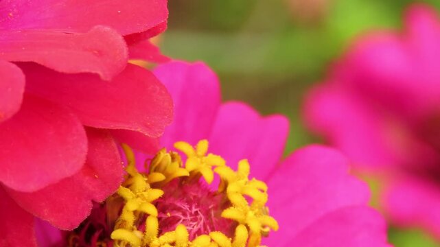 Closeup of a honey bee gathering nectar on a pink zinnia flower, face and legs covered in yellow pollen. Pollination scene.