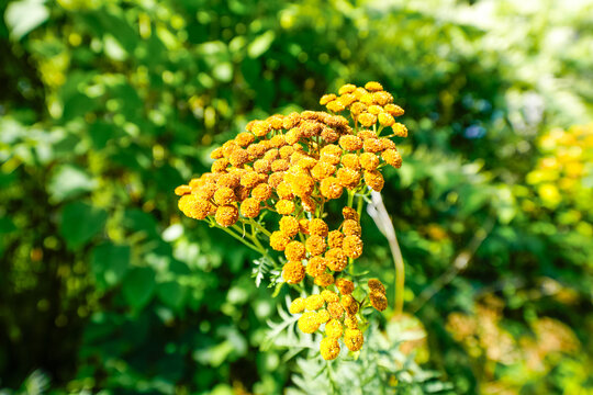 Yellow flowers of the common tansy. Flowering plant in close-up against a green background. Tanacetum vulgare.
